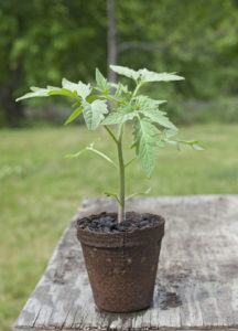 growing-tomatoes-from-seed
